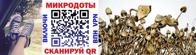 Псилоцибиновые грибы Psilocybine cubensis  купить  цена  Завитинск 